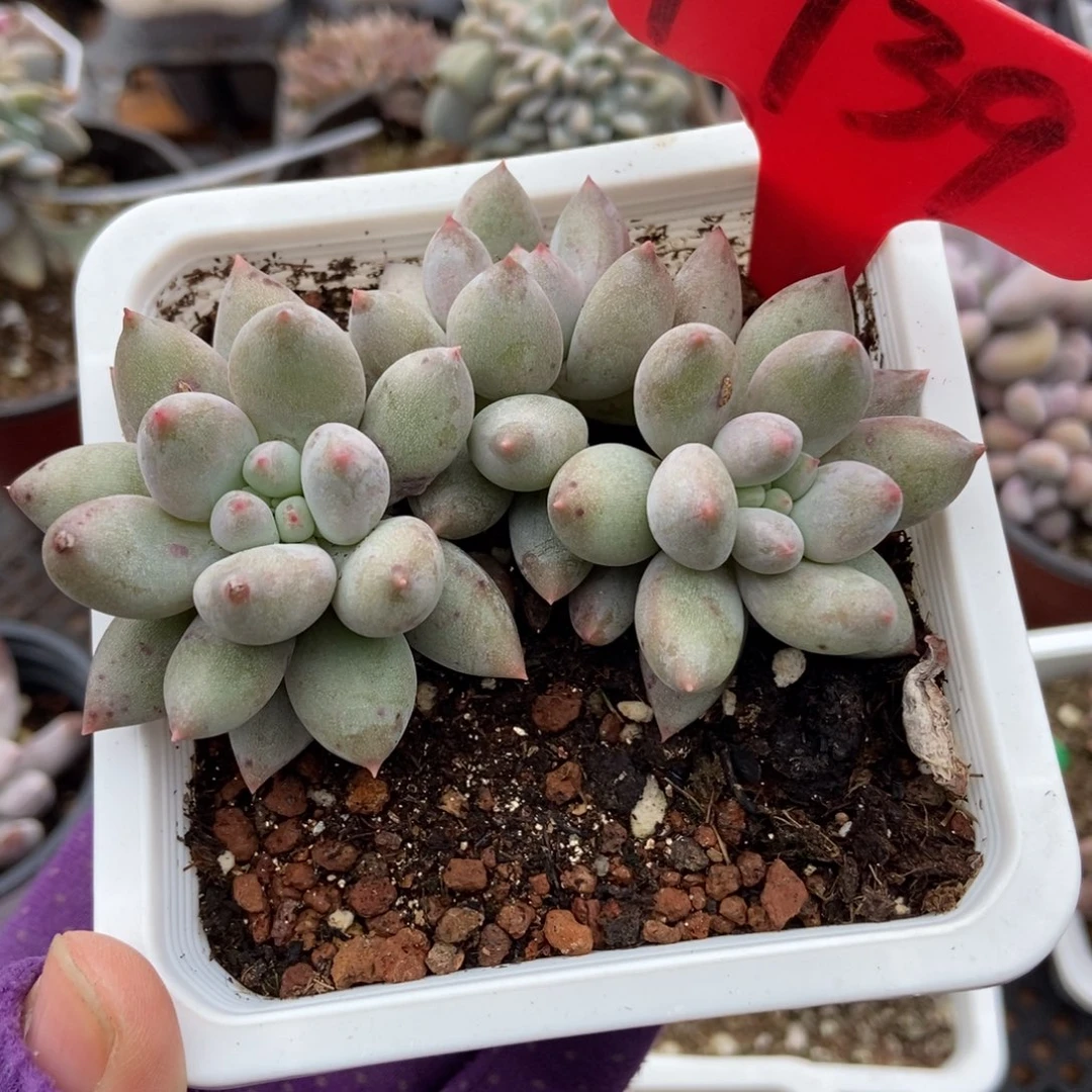 1739所罗门多肉植物