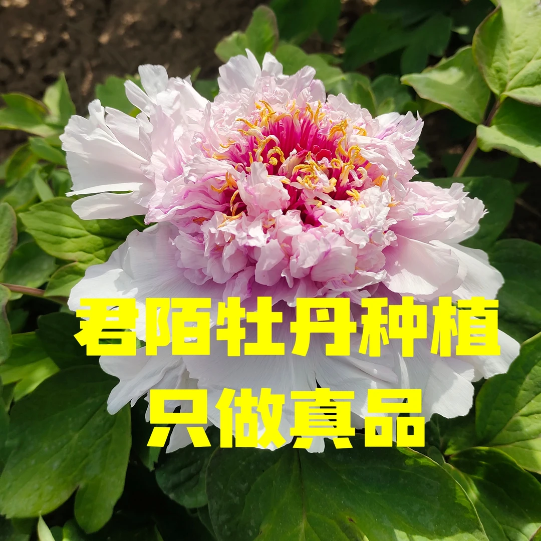 :牡丹《藕丝魁》稀缺名贵牡丹耐寒耐旱庭院种植