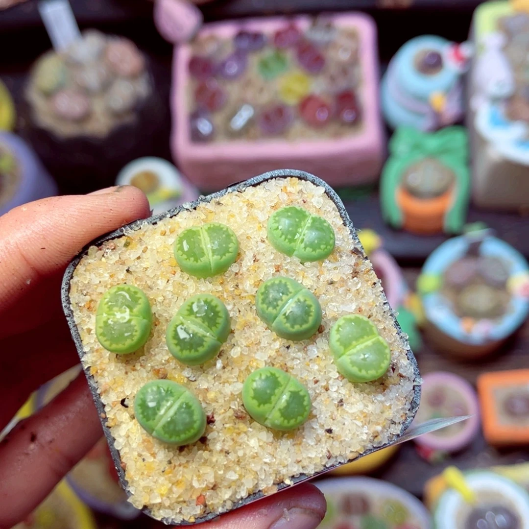 175生石花带盆发1