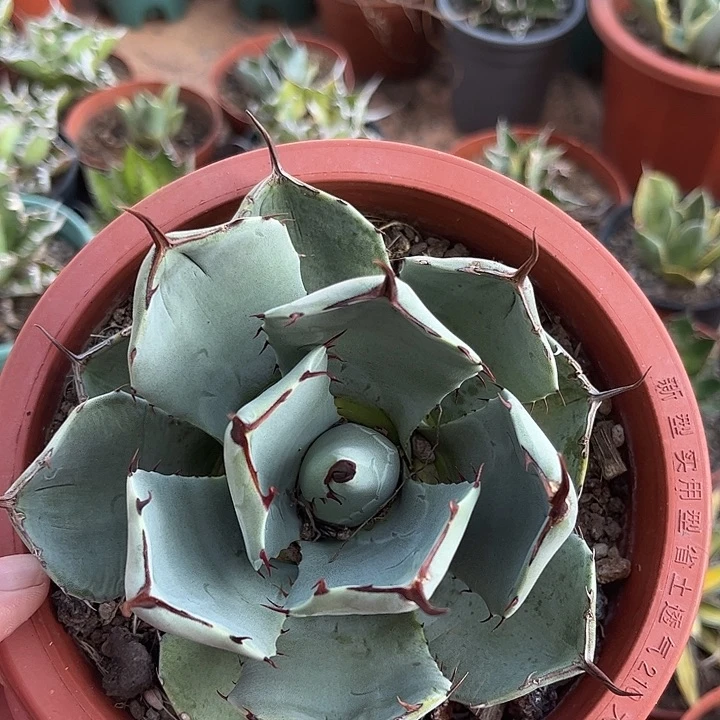 厚叶福克斯龙舌兰