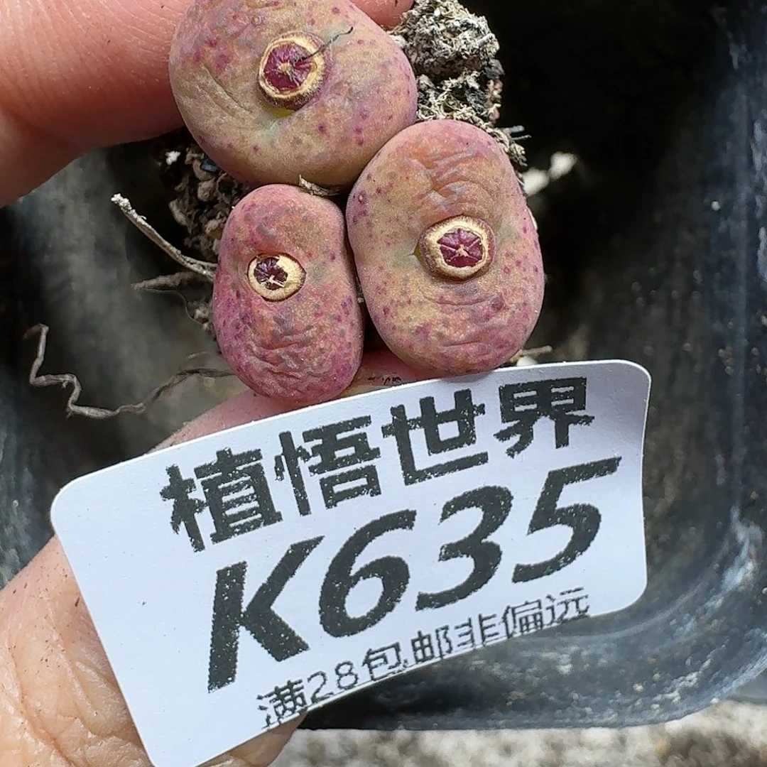 多肉植物的人生ghnj