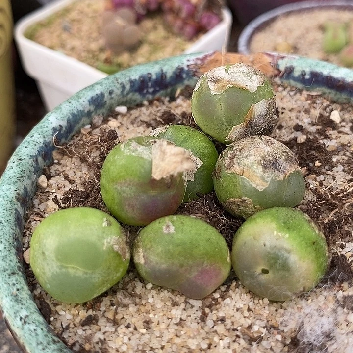 14511拉登   一颗