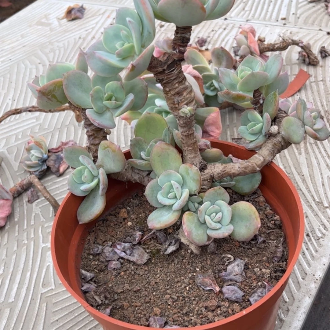 【闪购商品】无花朵用****8