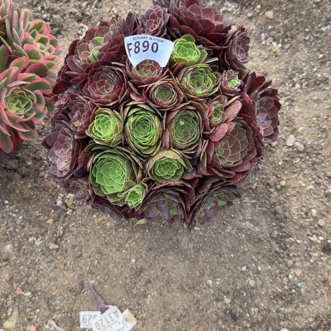 890花月夜。多肉植物