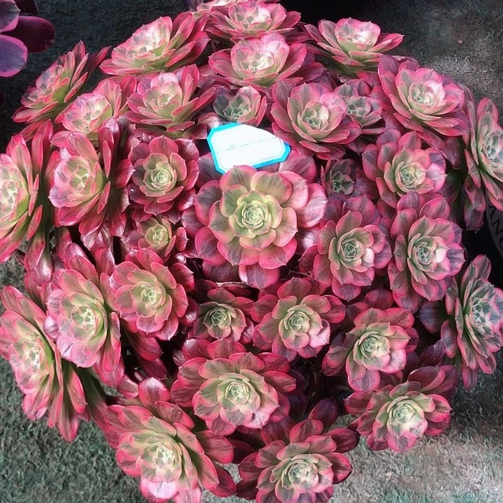 883安娜多肉法师