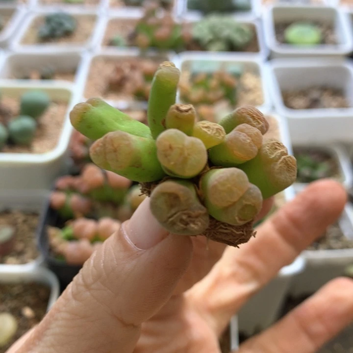 特特特特 肉锥植物