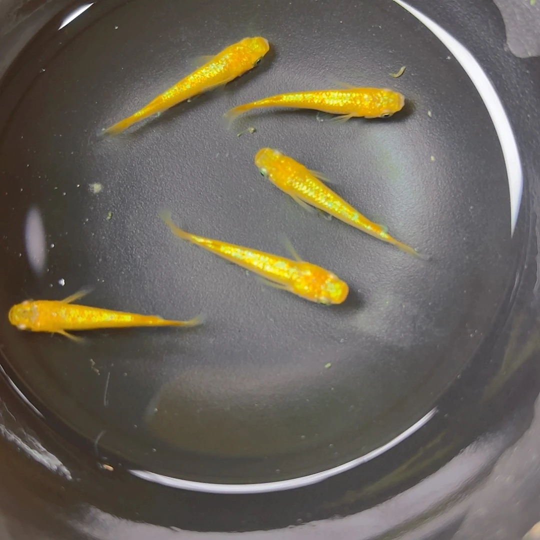 青鳉阳光，3号链接