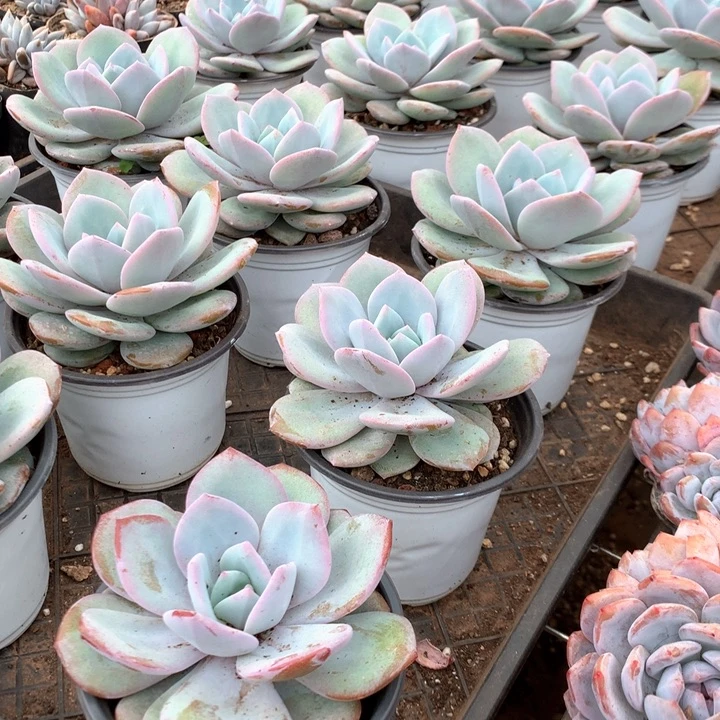 韩版奶茶8.88两单包邮