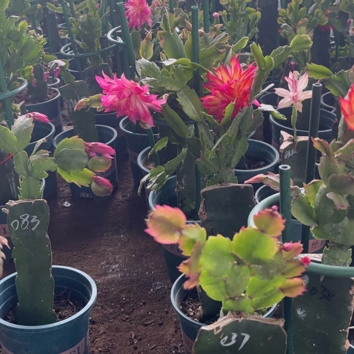 保温棉000000000000