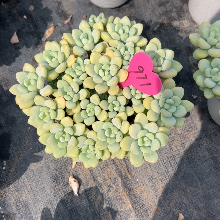 ****࿐多肉植物一物一拍