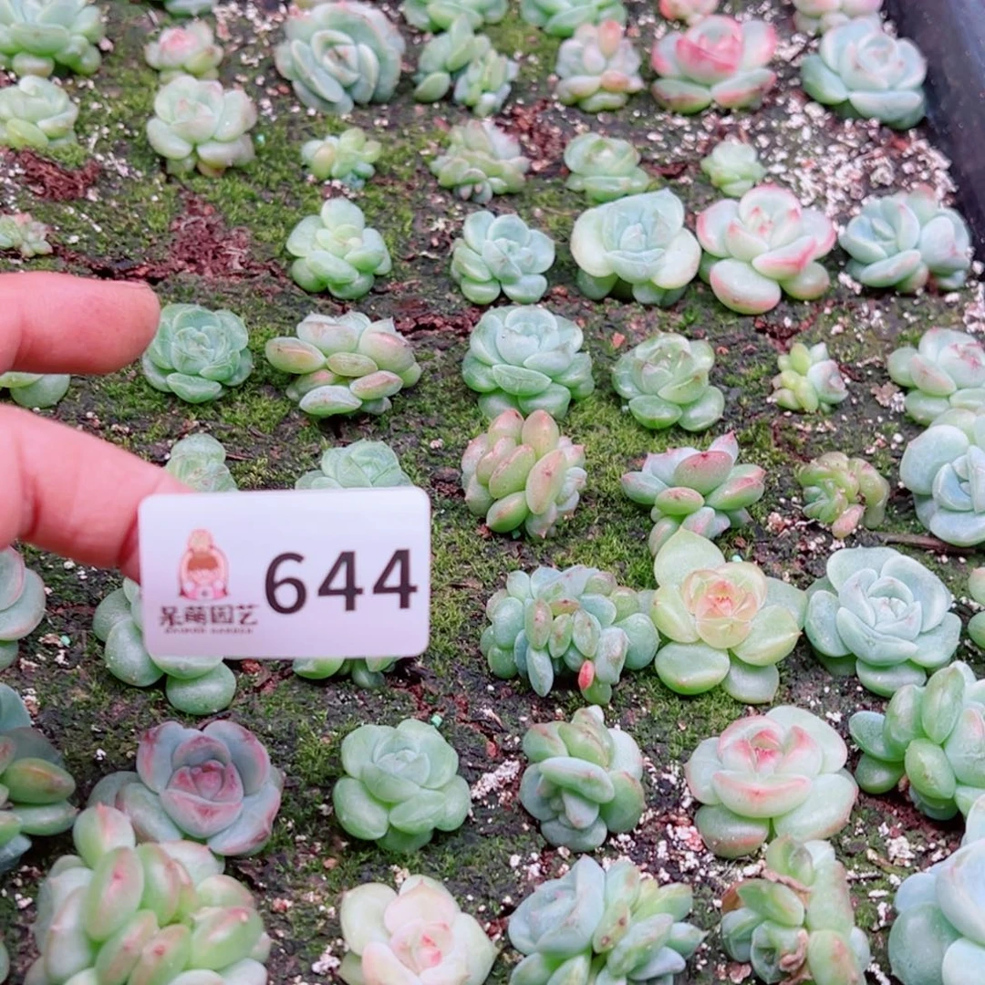 卡***诺多肉植物多肉植物