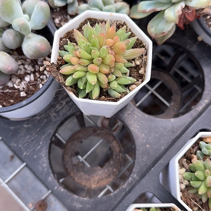 青蛙王子儿童牙膏111