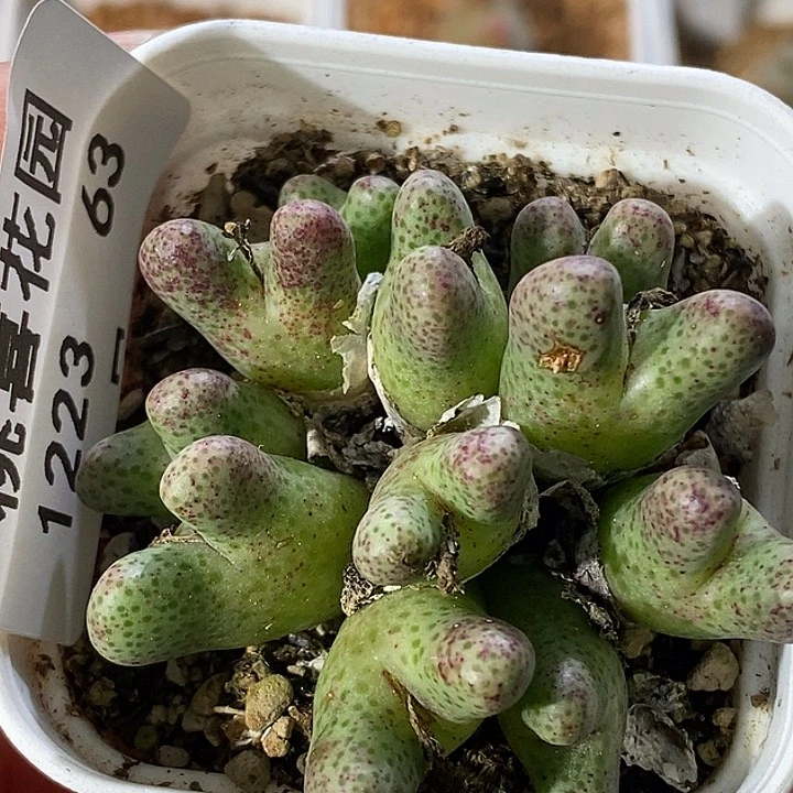 1223-63-斑马伤。