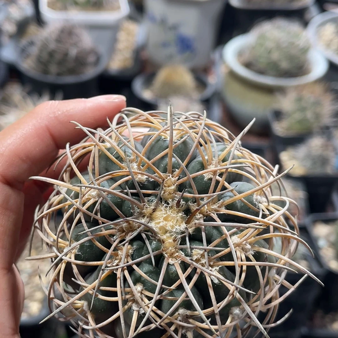 【闪购商品】伏刺天平冒根芽6666