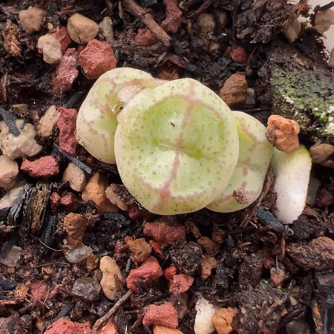 多肉肉锥 猴脸选拔