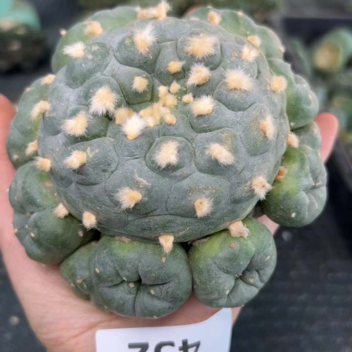 452 无根 仙人球的故事是
