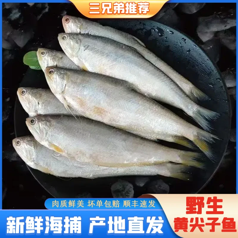 【三兄弟海鲜】新鲜海捕黄尖子鱼黄鲫子鱼油炸香煎直播共2500g