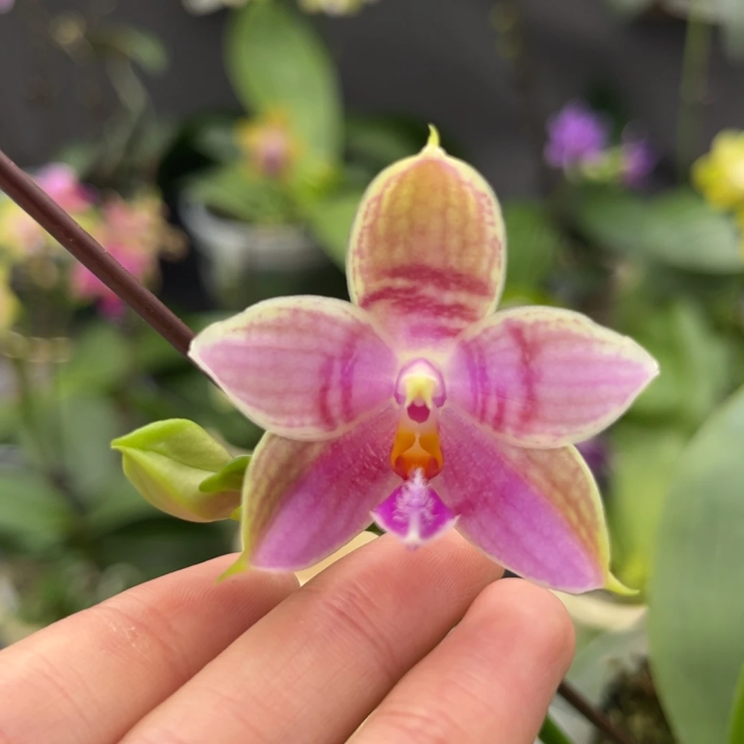 完全开放2.5寸d03开花株