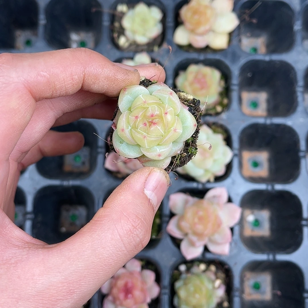 精品多肉一物一拍20-146