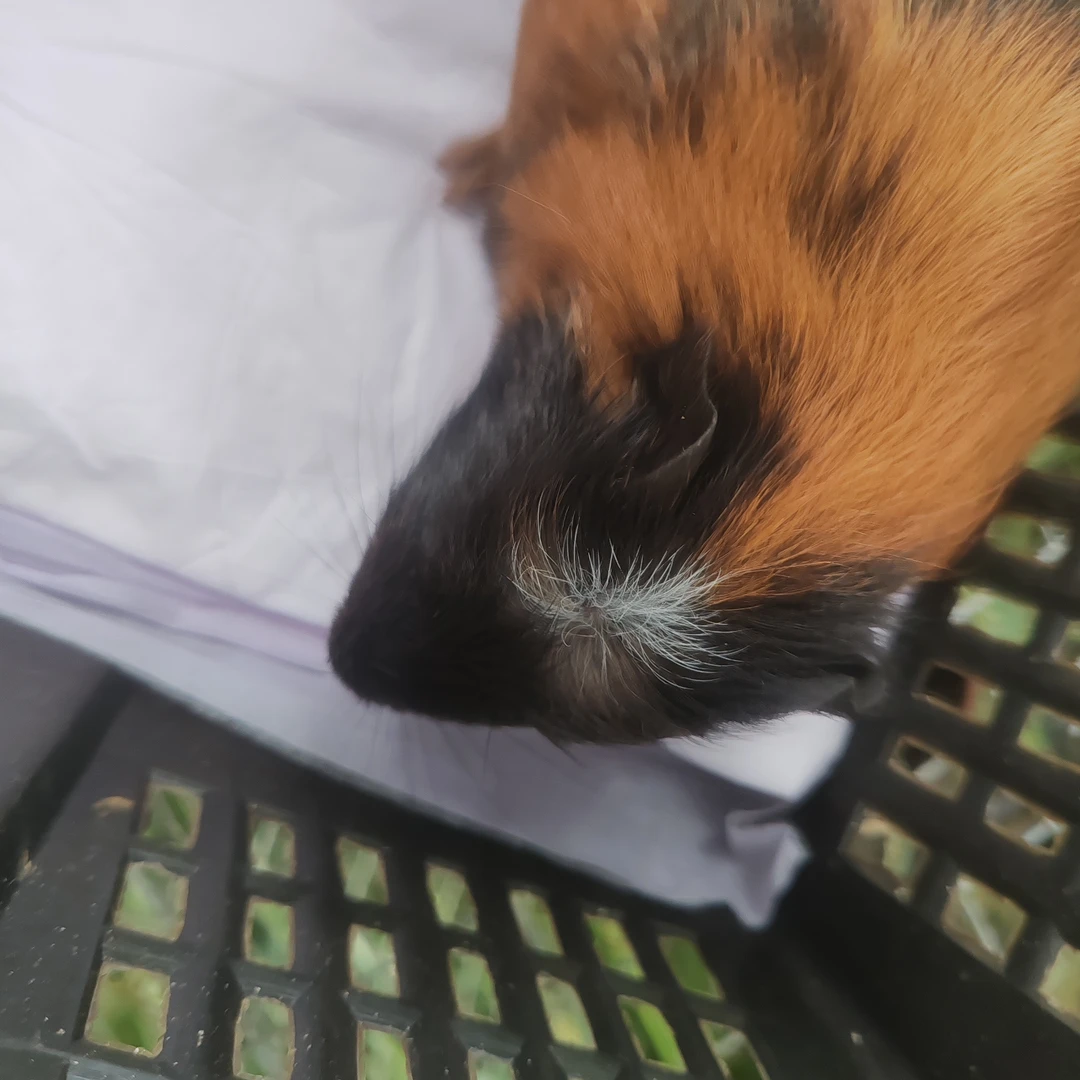 逆毛 带旋冠荷兰鼠幼崽好养活全黄色的