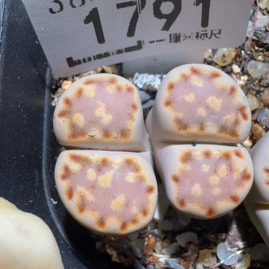 Zzzzz生石花肉锥1791