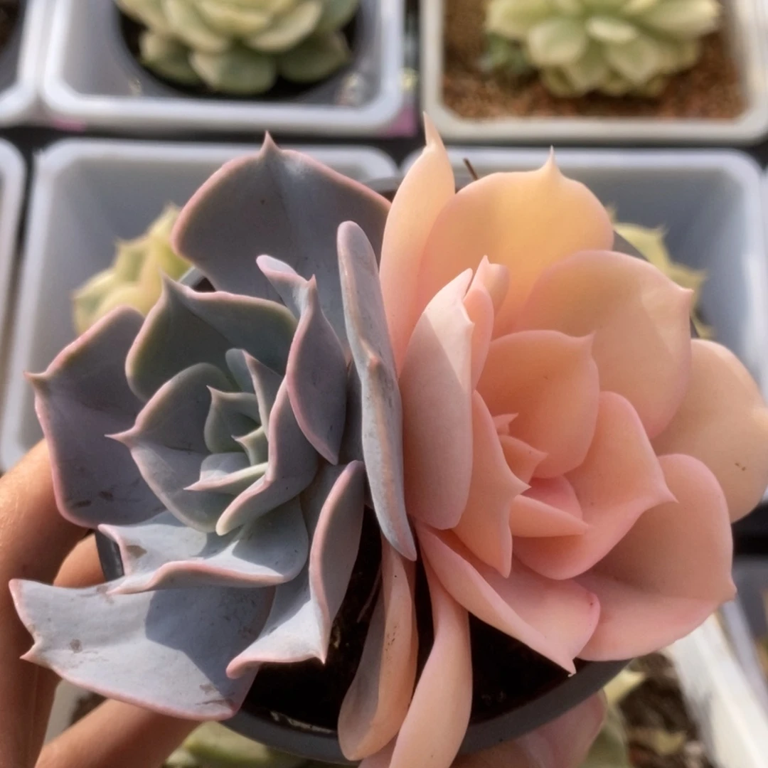 261双子座锦锦锦锦锦锦锦锦