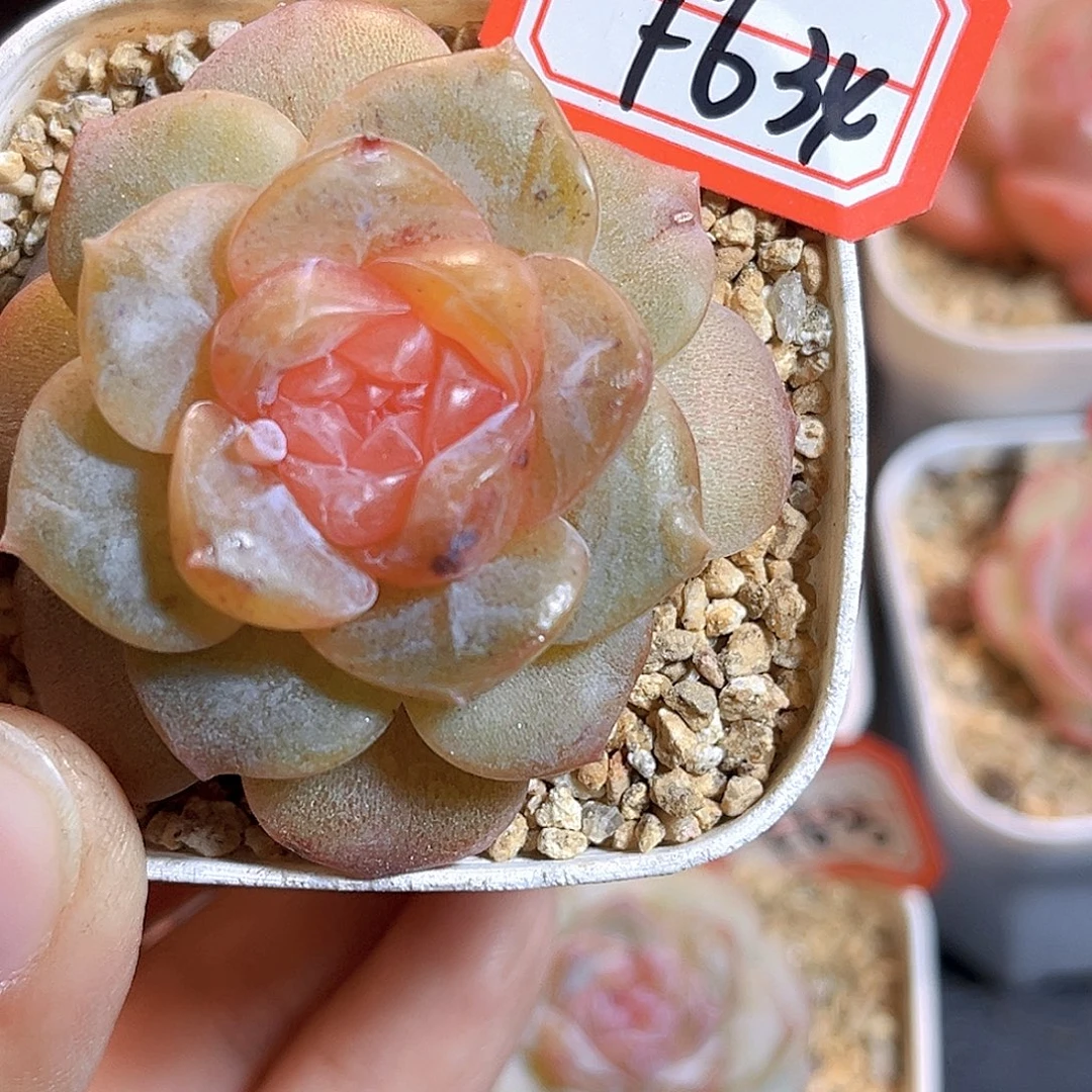 F634一物一拍 心动