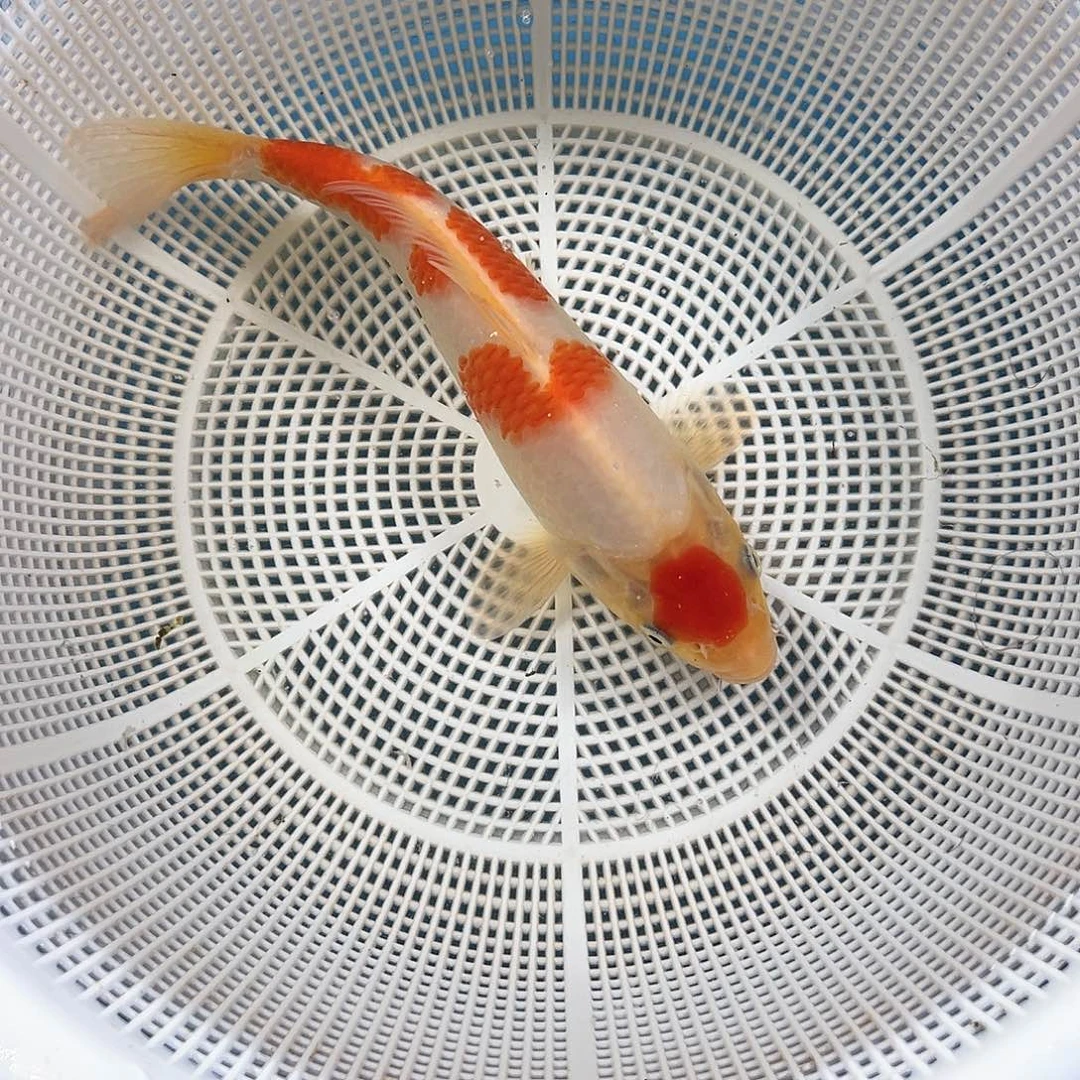 锦鲤鑫泓锦鲤养殖