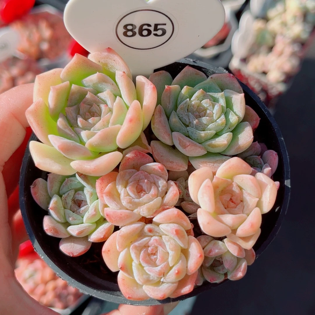 865号老桩玉凝群9头