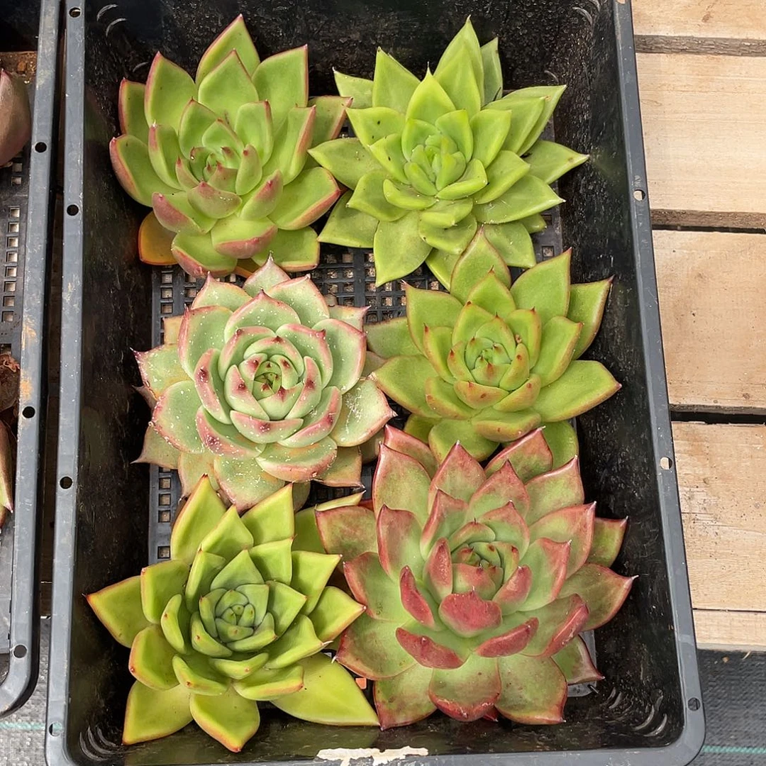 若如东云单拍F824