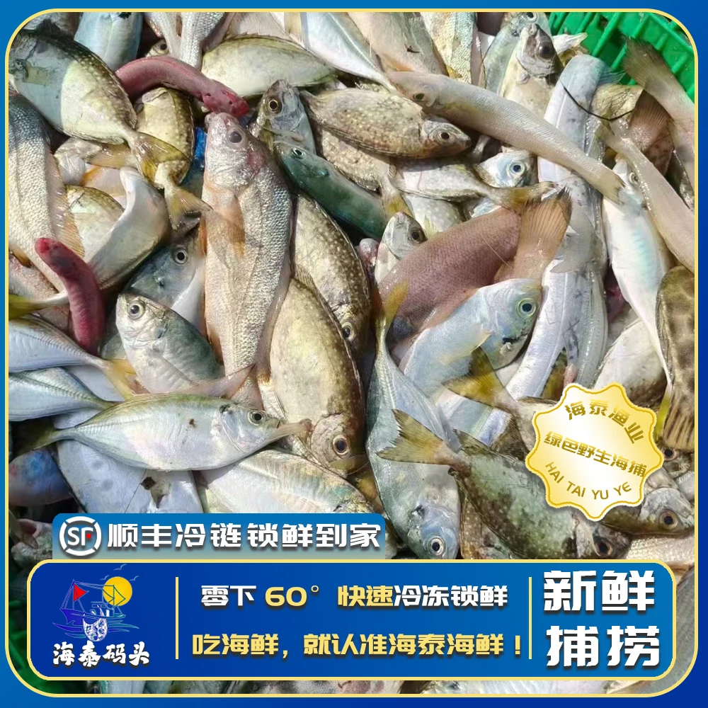 【杂鱼】源自野生深海捕捞鲜活速冻冷链锁鲜直达冷链到家3