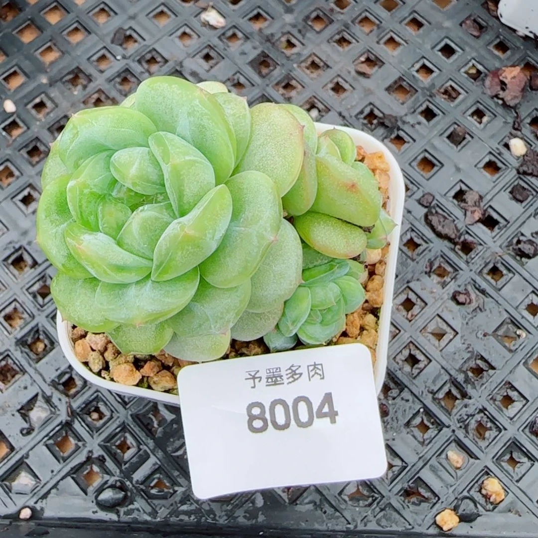 财富密码群，8004多肉植物