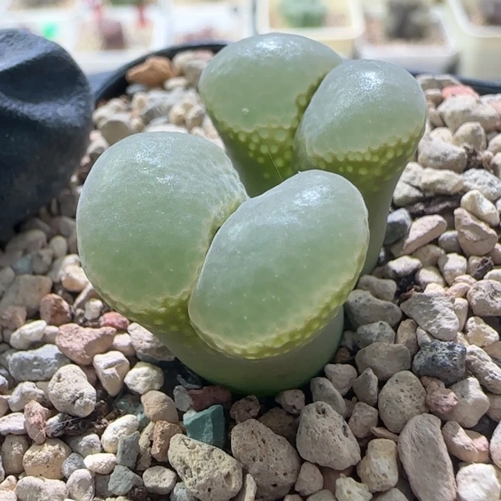 双节浮力拉满 多肉母本25号