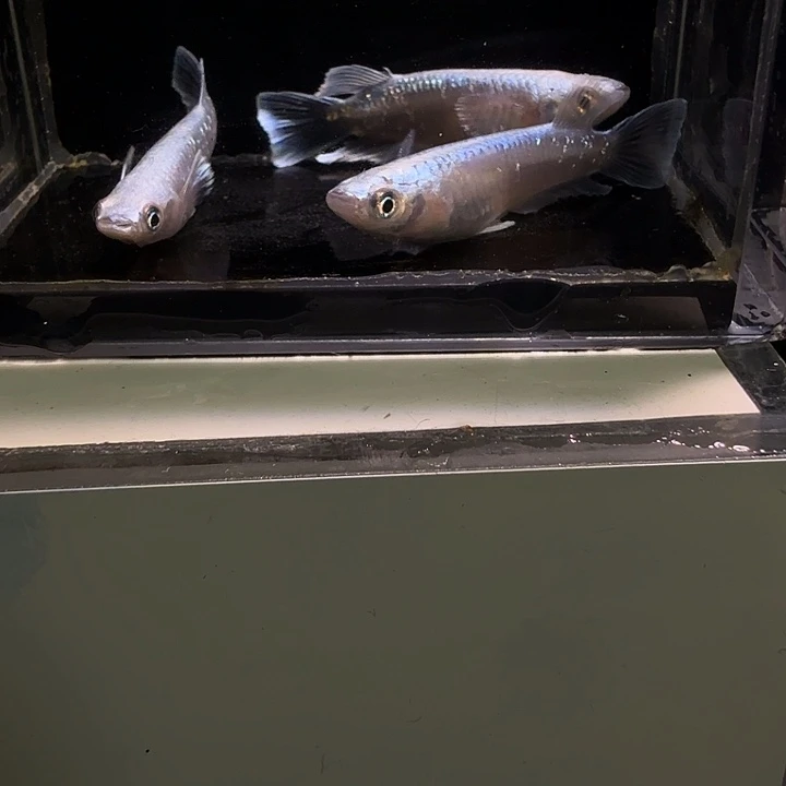 青鳉鱼一物一拍484