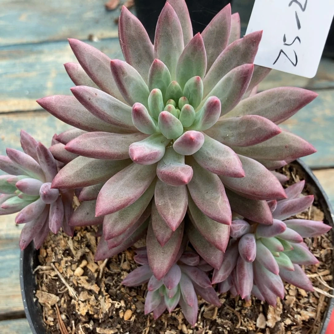 25-24虞美人一物一拍