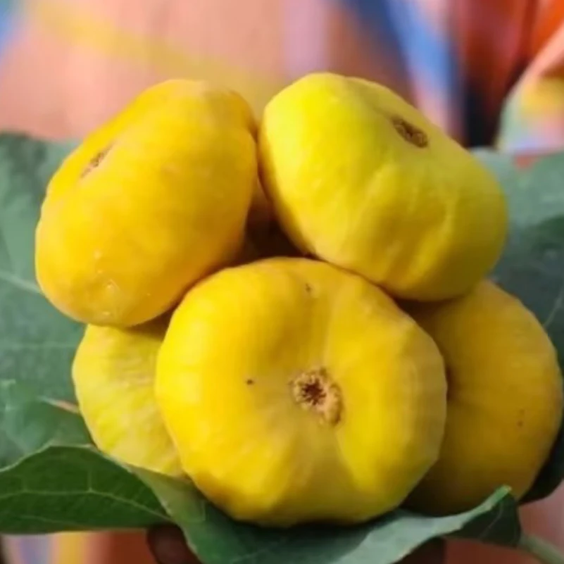 新疆早黄无花果新鲜现摘孕妇水果阿图什特产非威海青皮