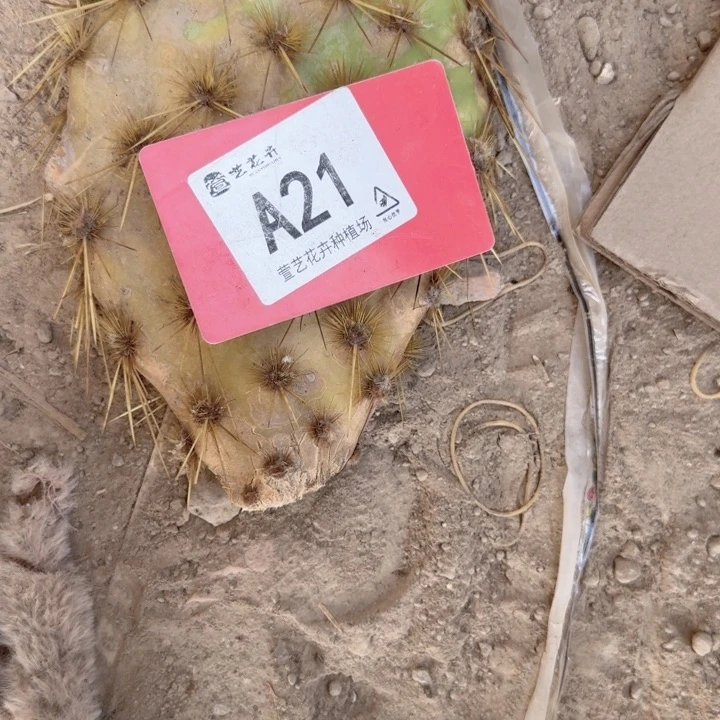 p*y红花天人老庄一个