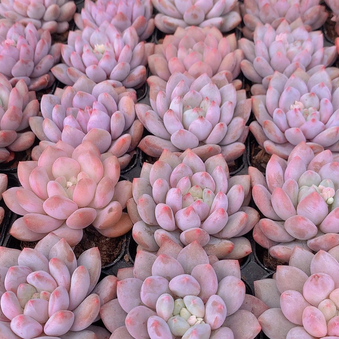 半夏356678899990000