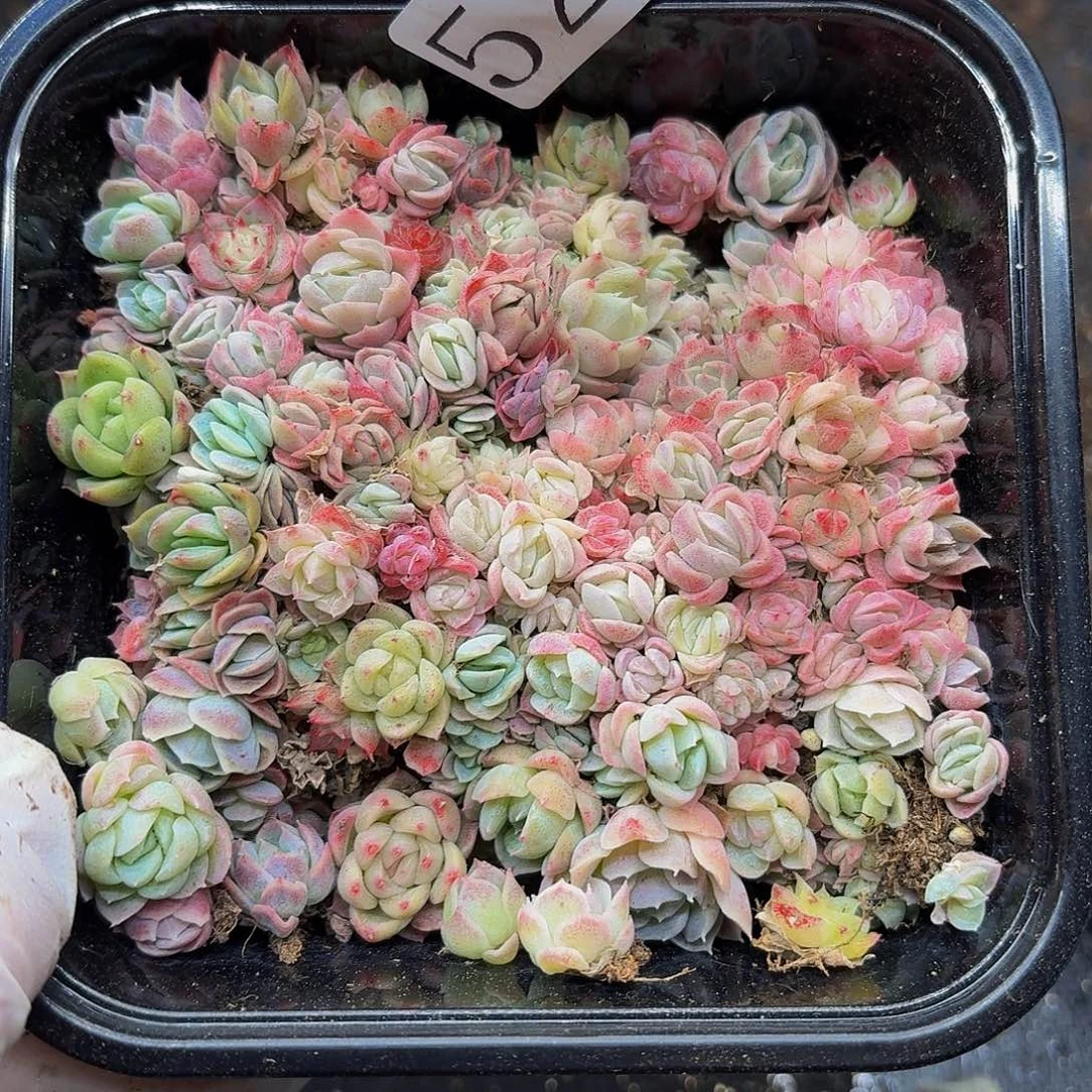 多肉植物多肉植物527