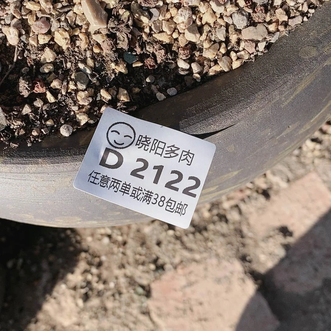 【闪购商品】向****?白菊多肉不售后2122