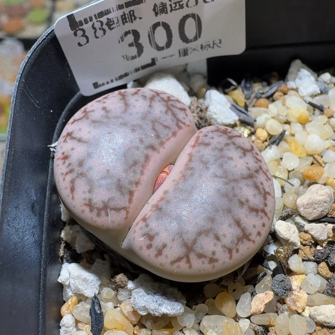 Ssss精品生石花300