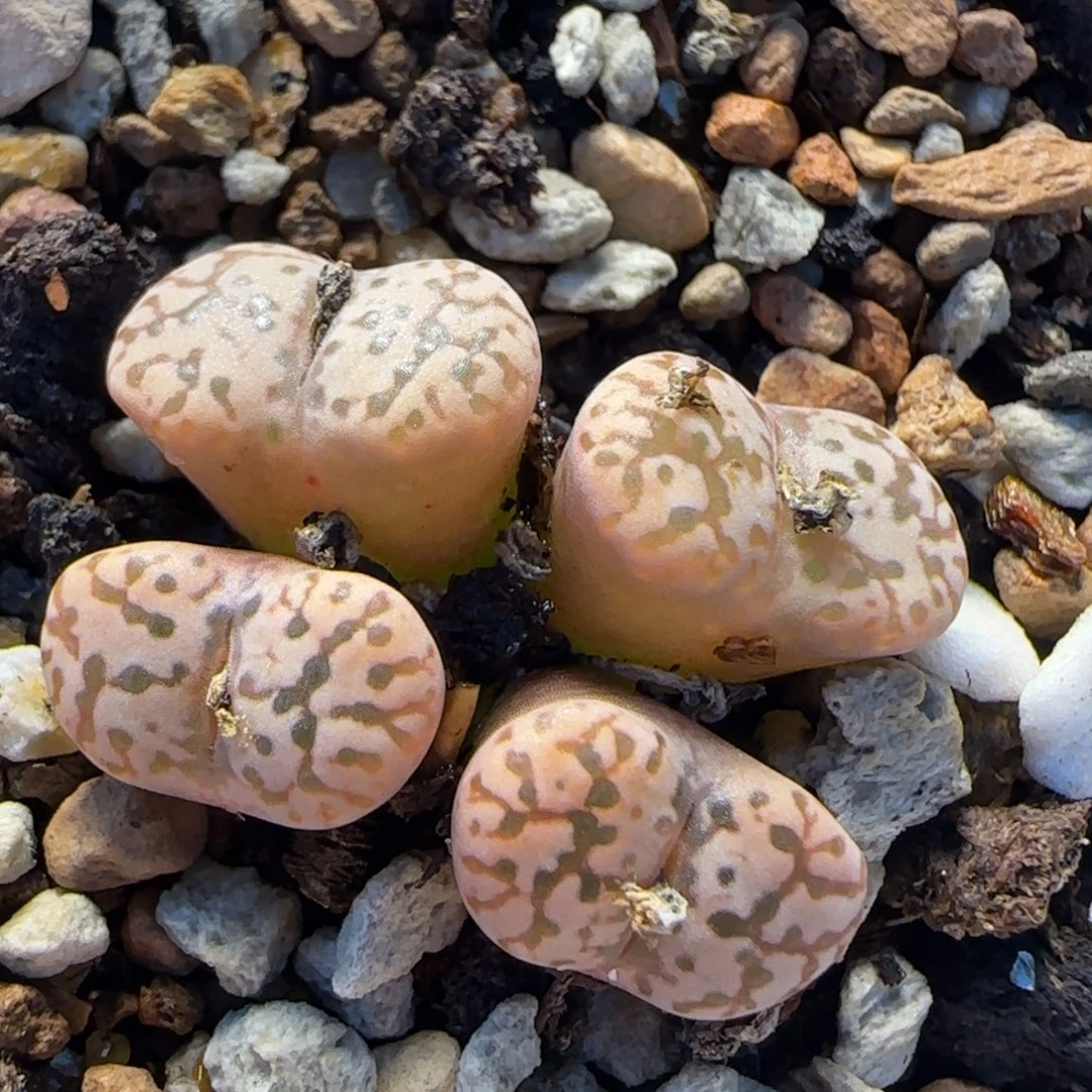 粉勋章多肉植物百科