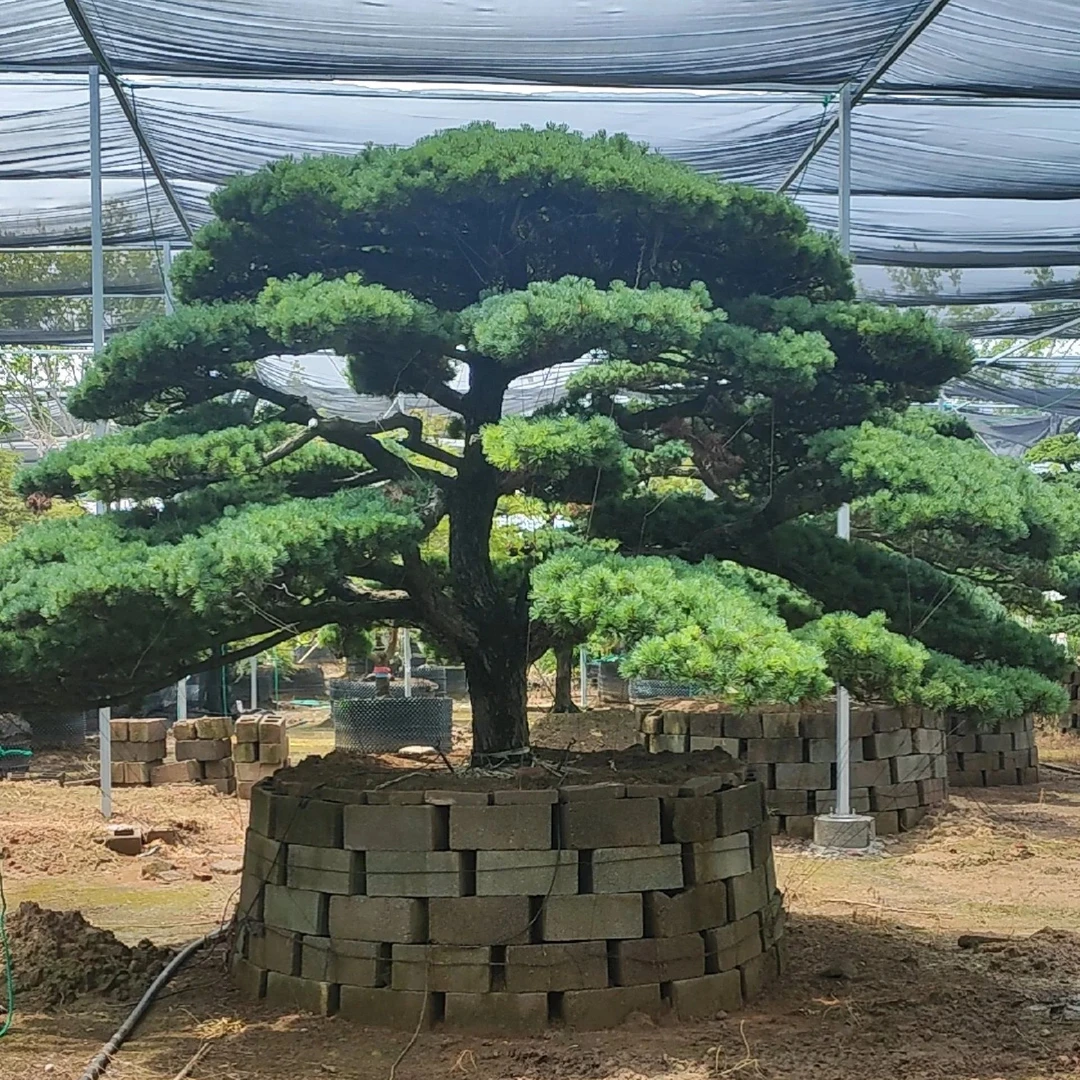 五针松造型树庭院树景观树四季常绿