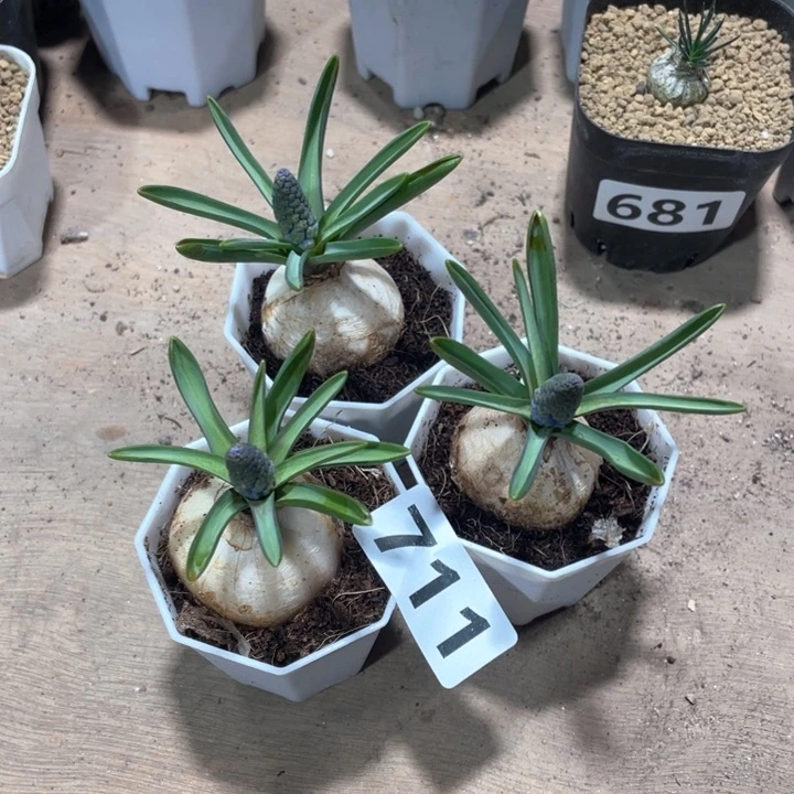 711风信子蓝紫花3颗