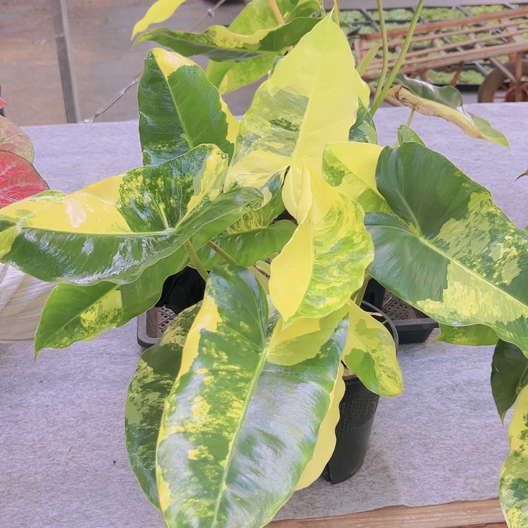 伯乐锦98888888888888888888