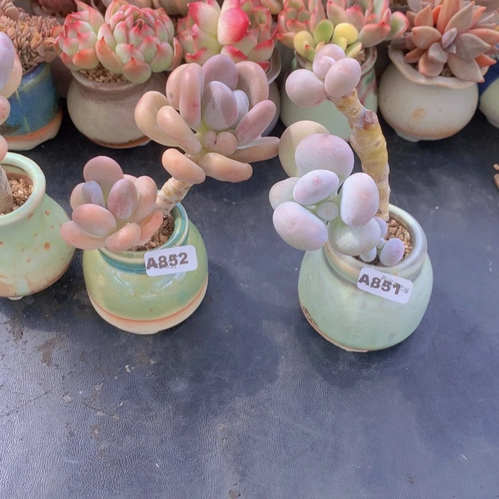 一物一拍含盆土满38包邮A851/852