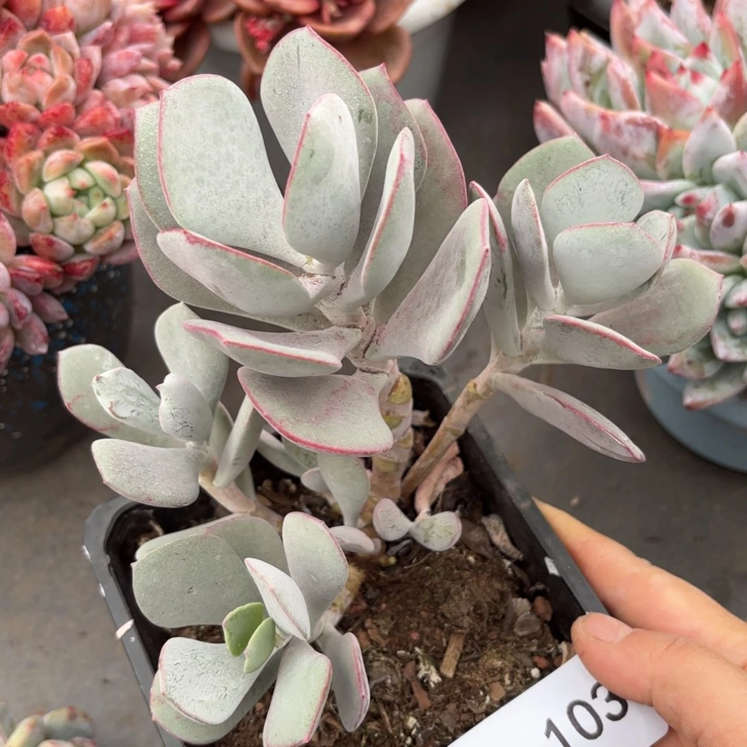 同温层多肉白眉103