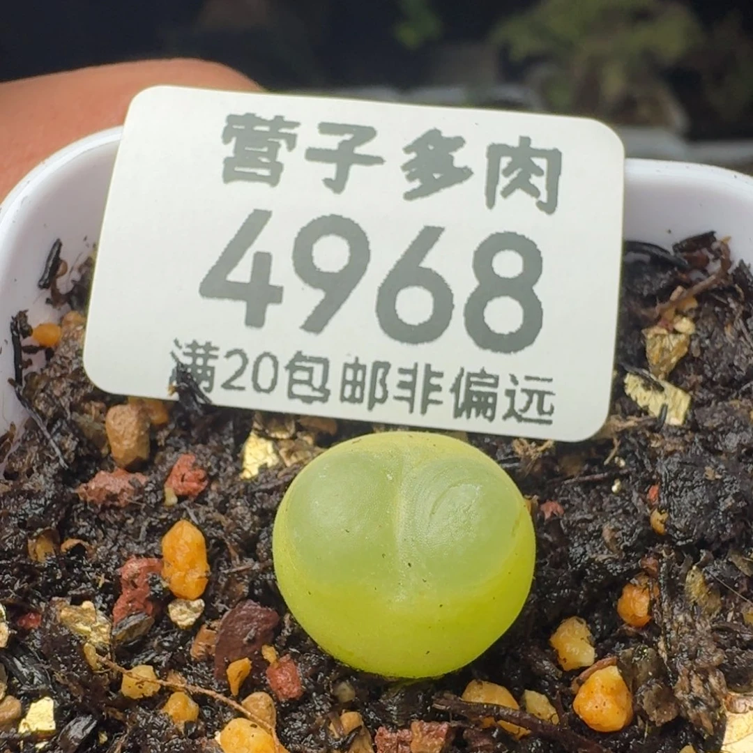 拉登 1.3脱土1200