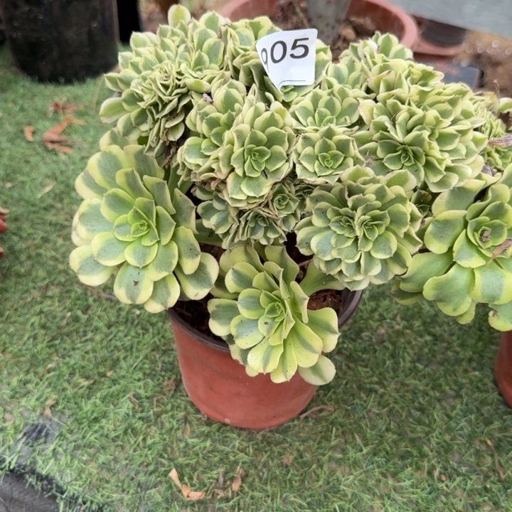 鑫***妈绿豆沙大棚缀化905