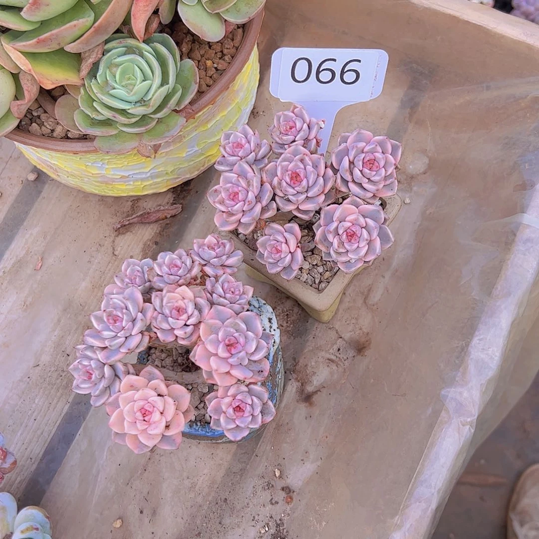 柳****州066红粉佳人锦两个一组130